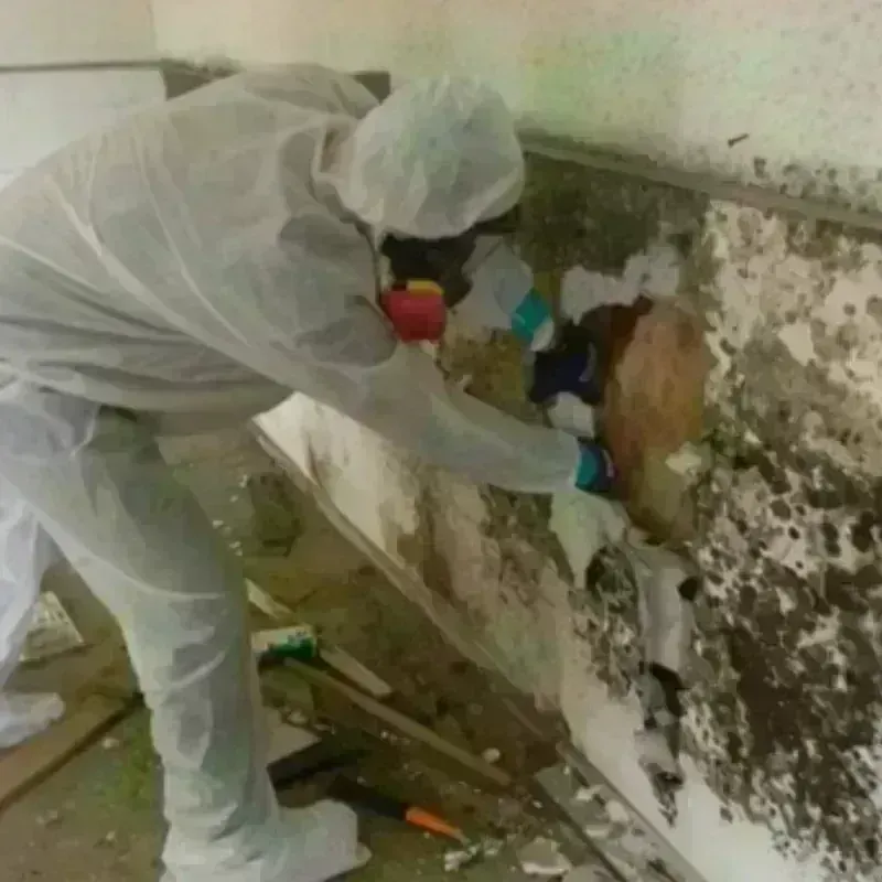 Mold Remediation and Removal in Winchester, NV